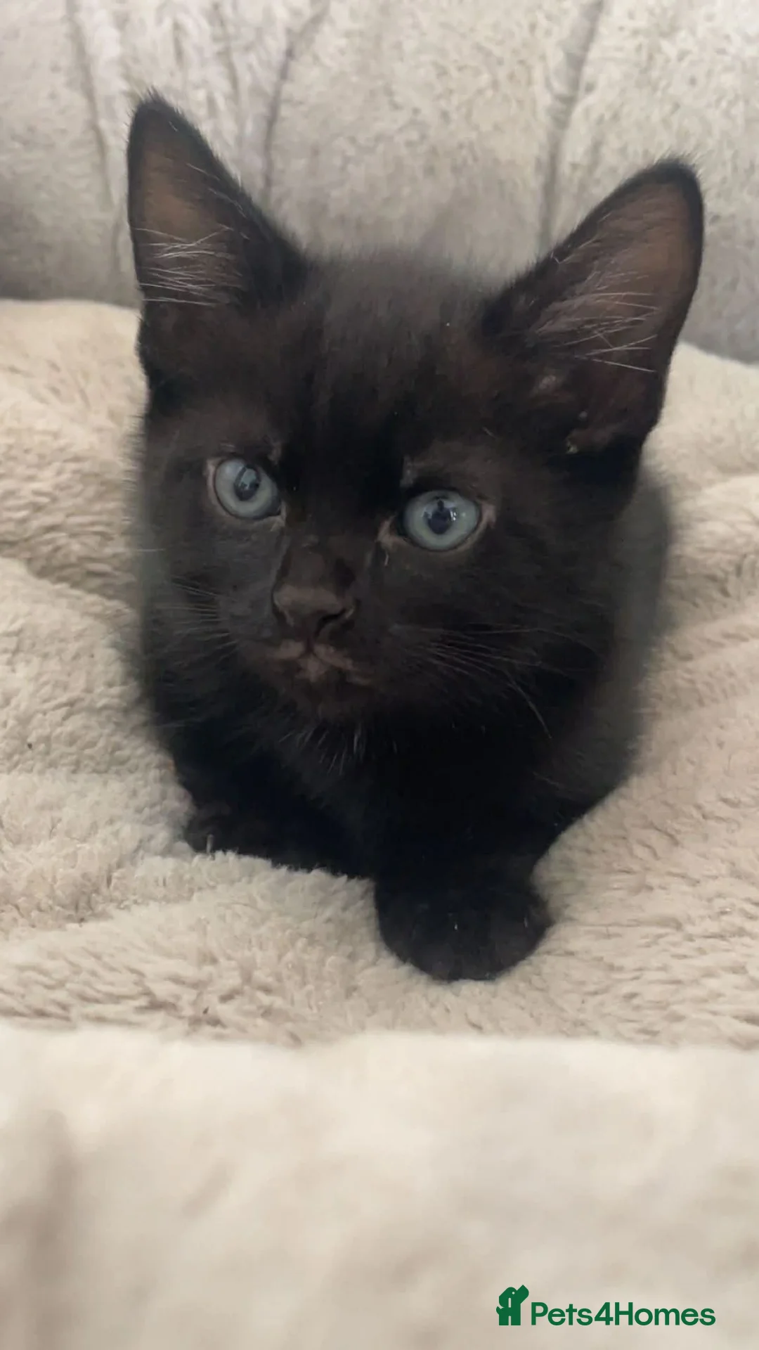 European cats for sale: Cats for sale  - Advert 2