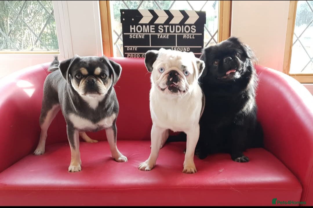 Pug dogs for stud: FLUFFY PUG STUD Blue Choc Black Tan carrier Husky - Advert 13