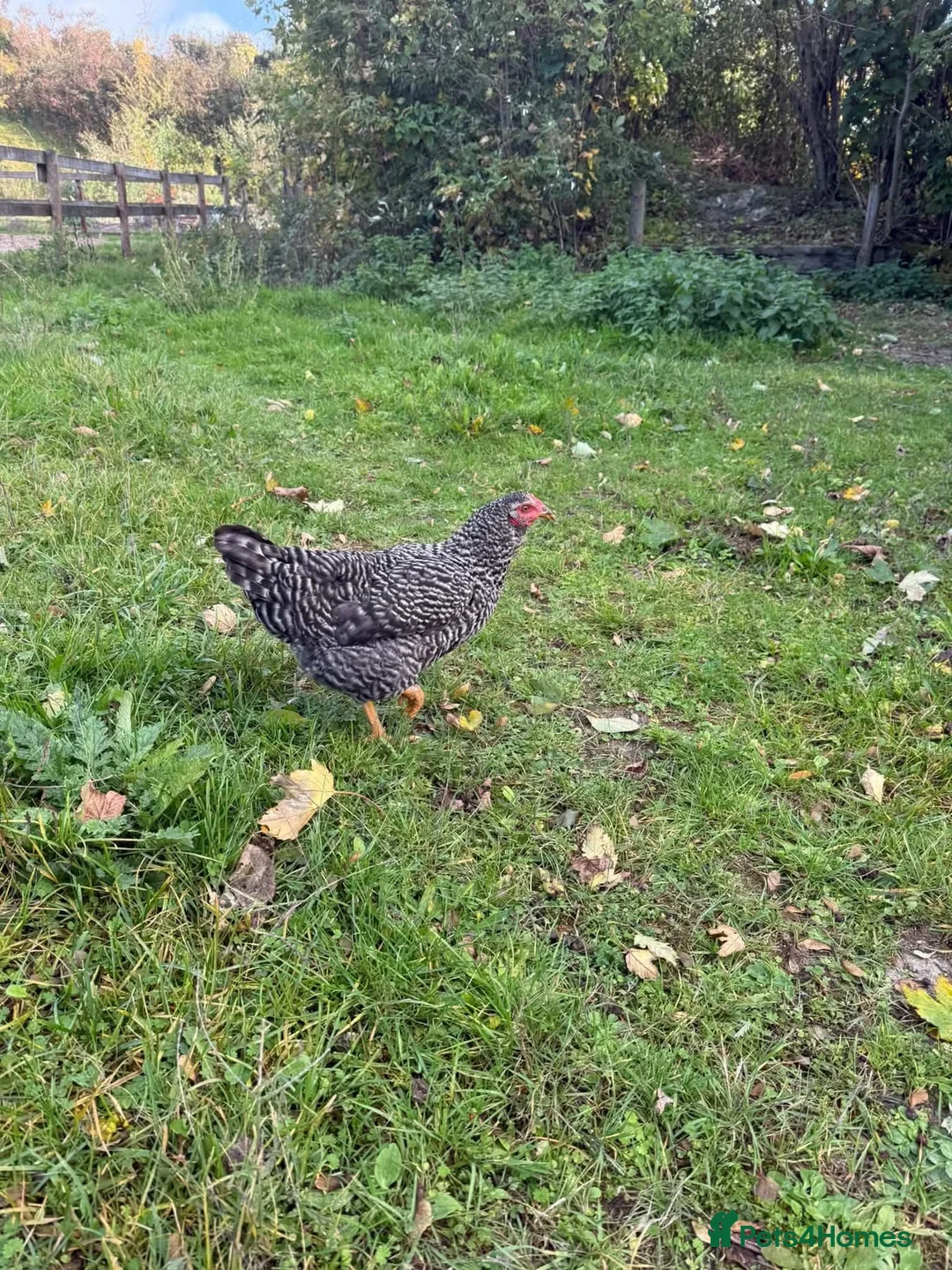 Chickens poultry for sale: Point of lay hens in Fordingbridge - Advert 2