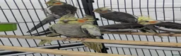 Cockatiels birds for sale: Friendly cockatiels baby boys and girls  - Advert 11