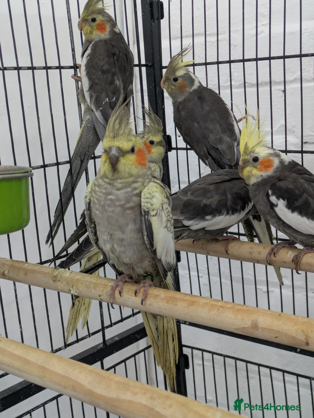 Cockatiels birds for sale: Friendly cockatiels baby boys and girls  - Advert 11