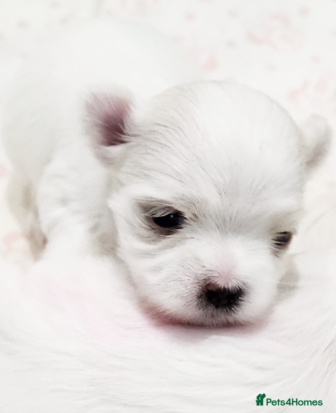 Maltese dogs for sale: ✨️ Beautiful Maltese Puppies 🐶 ✨️ - Image 1