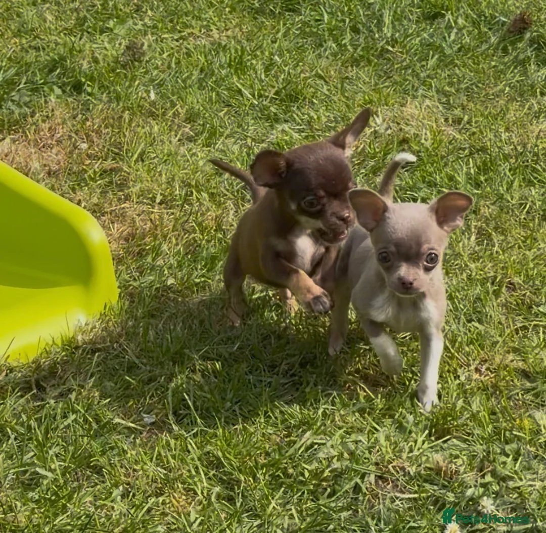 Chihuahua dogs for sale: Ready Now Tiny Chihuahua Puppies  - Advert 2