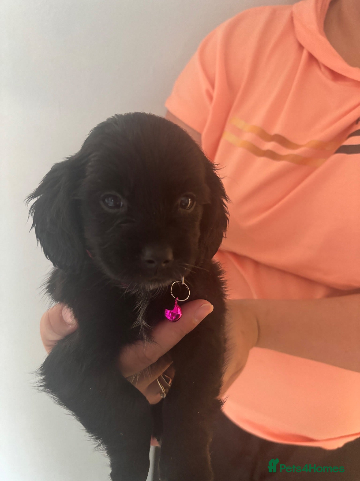 Doxiepoo dogs 2 beautiful Dacshund cross poodle  - Advert 1