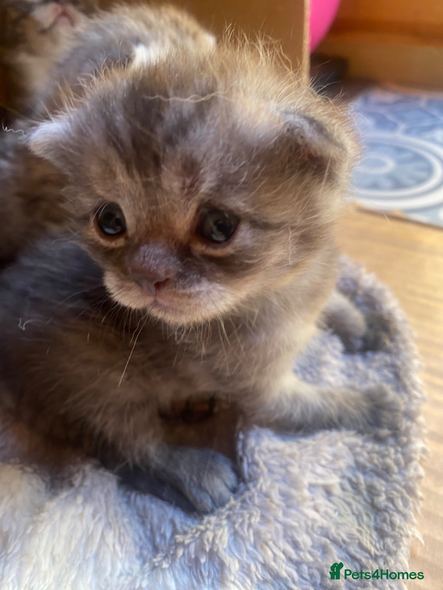 British Shorthair cats British Shorthair/Scottish fold  - Advert 9