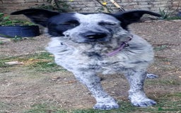 Mixed Breed dogs for adoption: 🐾 Molly is Looking for Her Forever Home 🐾 - Image 4