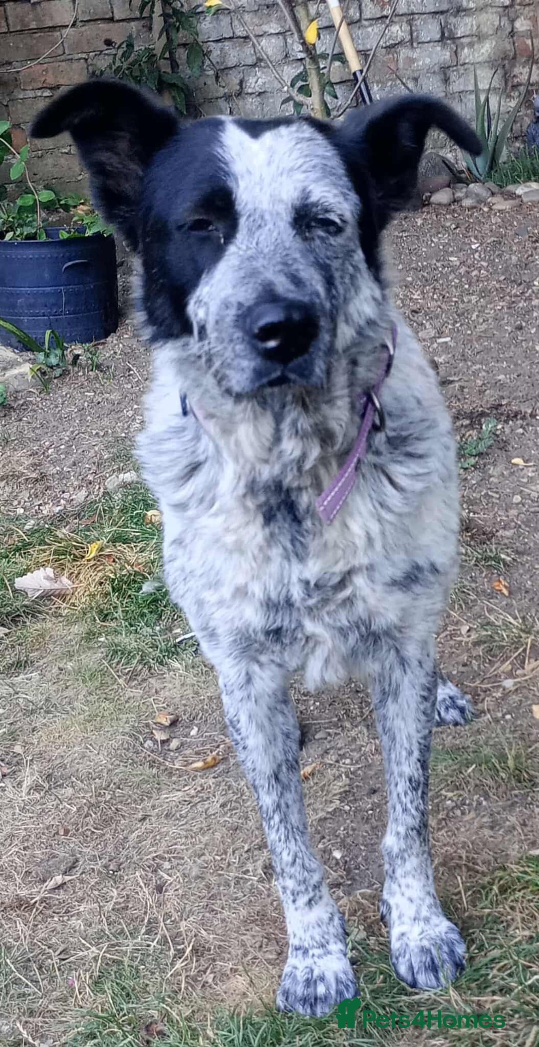 Mixed Breed dogs for adoption: 🐾 Molly is Looking for Her Forever Home 🐾 - Image 4
