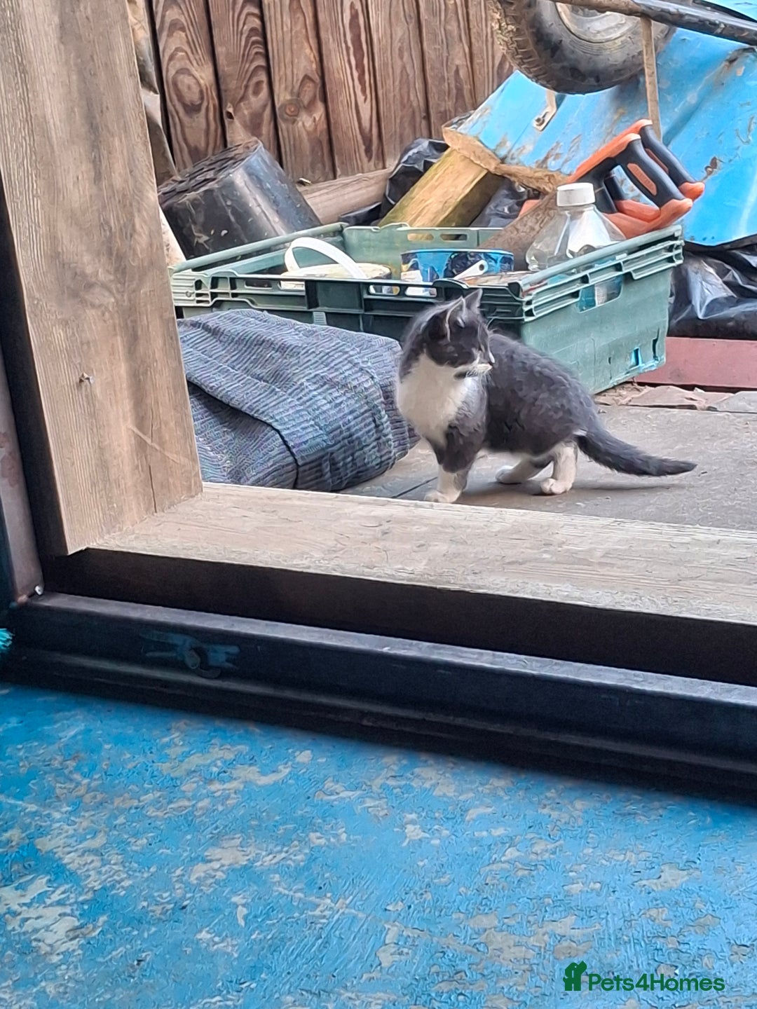 Mixed Breed cats for sale: Grey kittens  - Advert 16