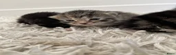 Persian cats for sale: Adorable Kittens for Sale - Advert 14