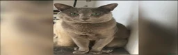 Russian Blue cats for stud: PURE RUSSIAN BLUE STUD  in London - Advert 5