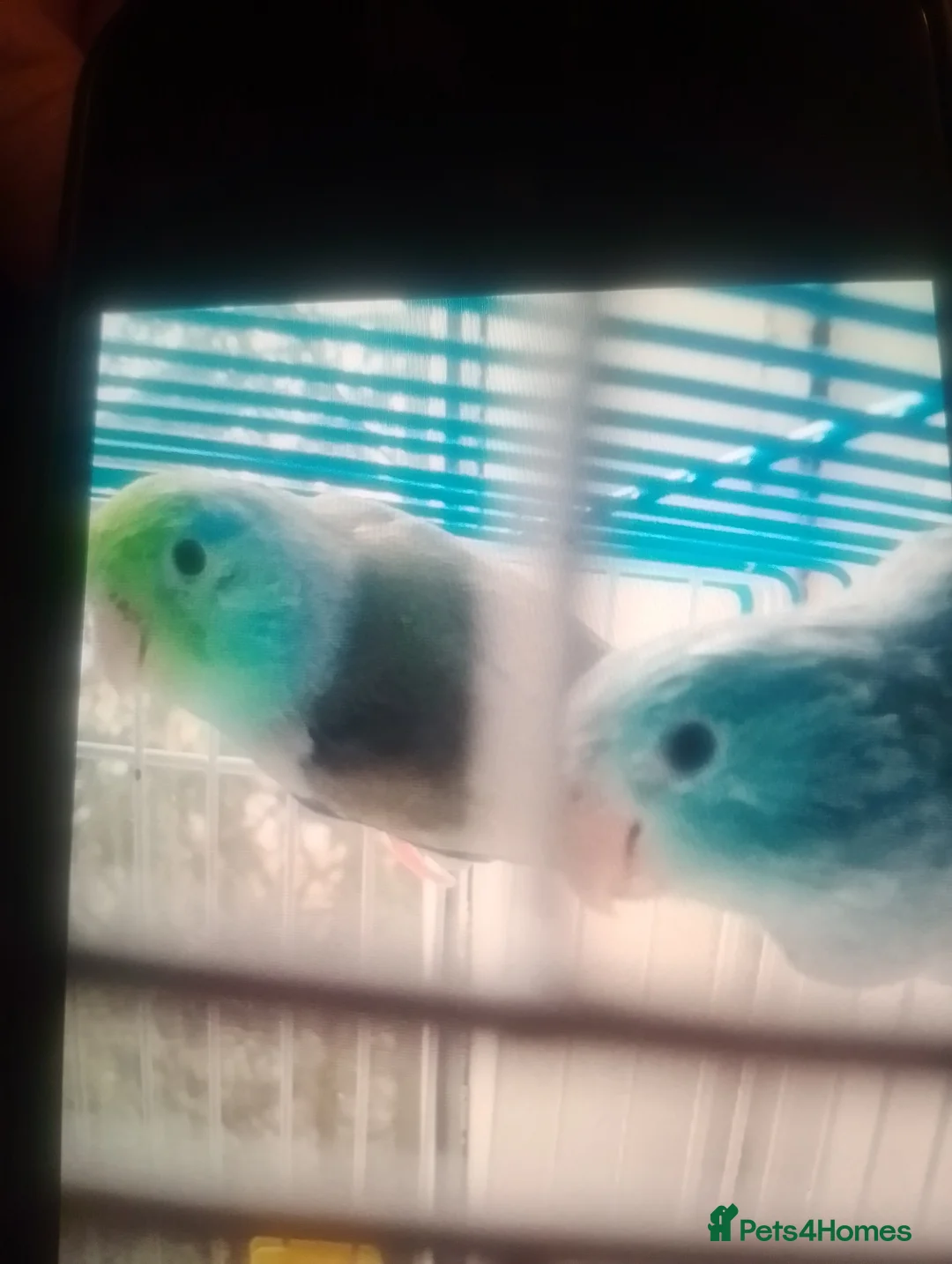 Lovebirds birds for sale: Parrotlet and lovebirds for sale  - Advert 1