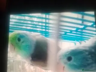 Lovebirds birds Parrotlet and lovebirds for sale - Advert 1