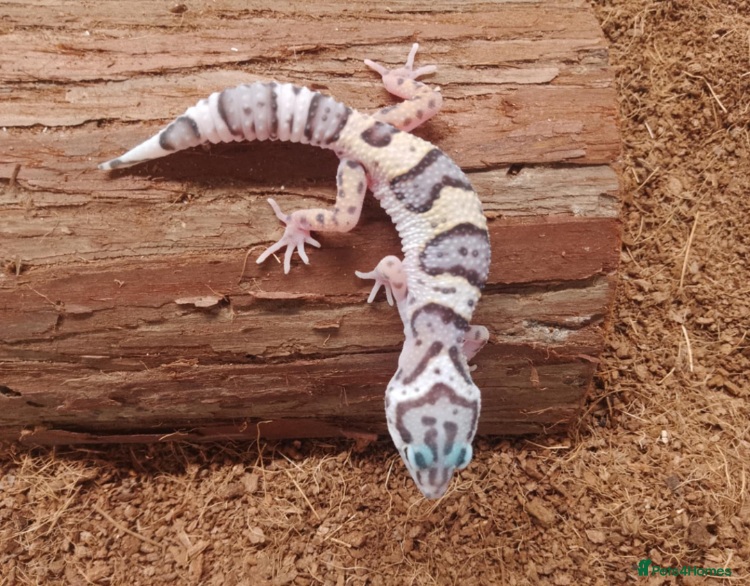Leopard Gecko reptiles for sale: Beautiful Leopard Gecko Babies – Ready Now! - Image 2