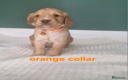 Cocker Spaniel dogs for sale: Beautiful cocker spaniel puppies - Image 36