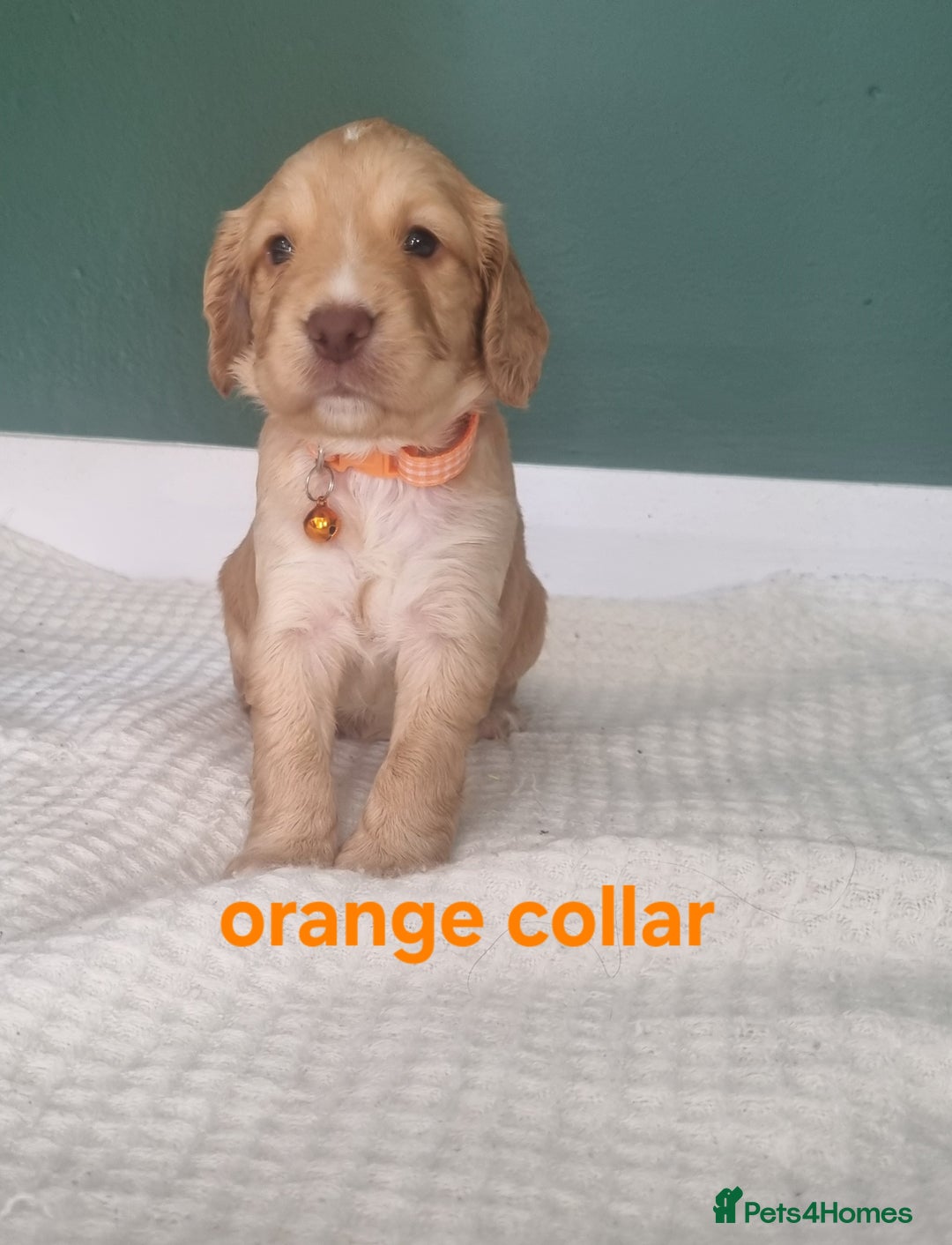 Cocker Spaniel dogs for sale: Beautiful cocker spaniel puppies - Image 36