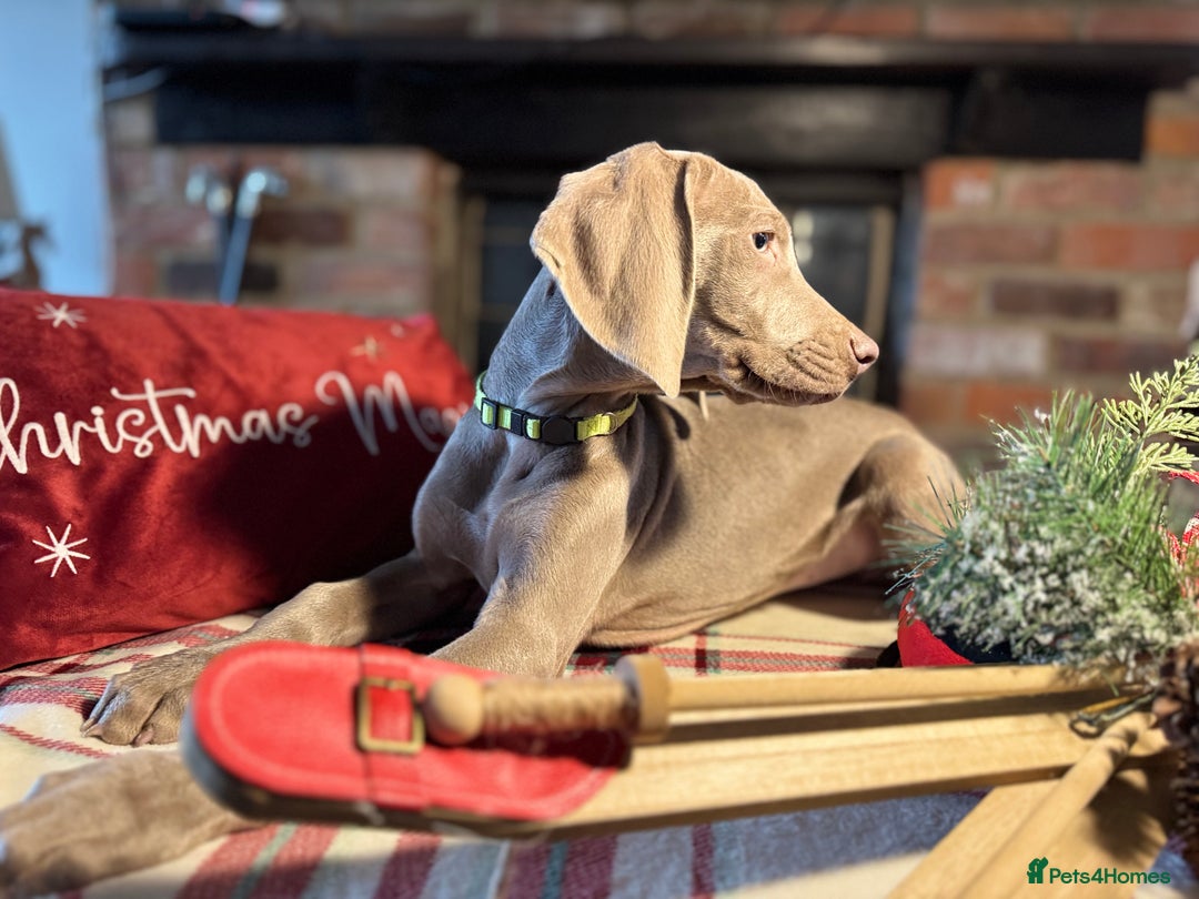 Weimaraner dogs for sale: ✨READY NOW✨ LAST FEW GIRLS✨ KC Reg Pups  ✨ - Advert 34