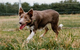 Border Collie dogs for sale: Upcoming Litter Announcement. Join the Waitlist 🐾 - Image 5