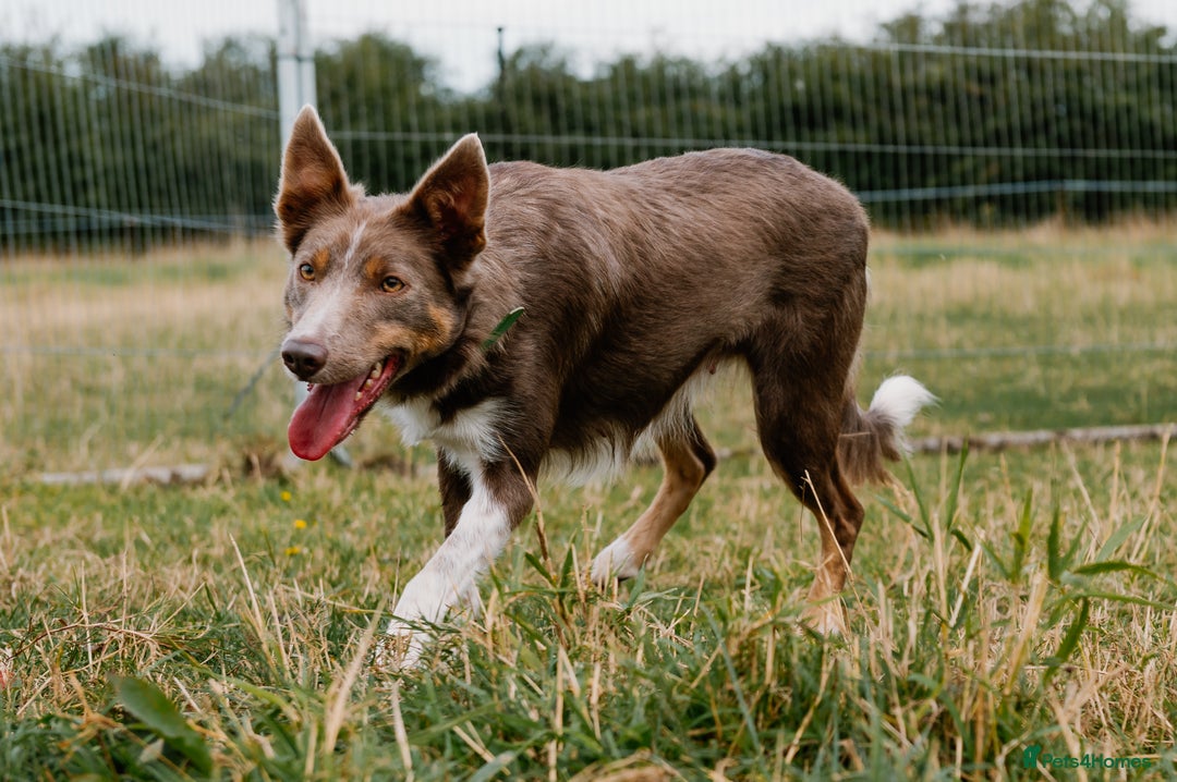Border Collie dogs for sale: Upcoming Litter Announcement. Join the Waitlist 🐾 - Image 5