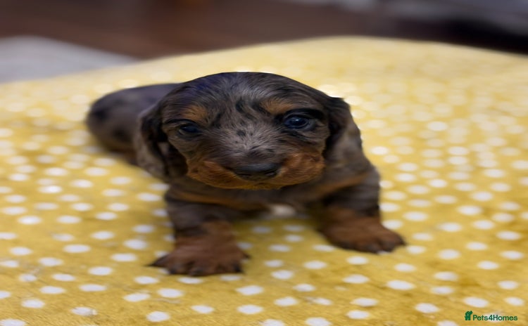 Dachshund dogs - Advert 3