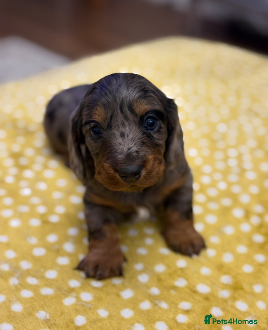 Dachshund dogs for sale: Long haired dachshunds  - Image 1