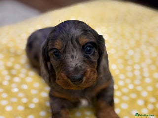 Dachshund dogs Long haired dachshunds - Advert 17