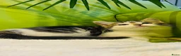 Mixed Breed cats for sale: Kittens for sale ,mixed breed, wonderful behaviour - Advert 35