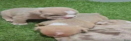 English Bulldog dogs for sale: 3wk old English bulldog puppies  - Advert 6