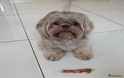 Shih Tzu dogs for sale: Bambi (nearly 2 year old liver shih tzu) - Image 1