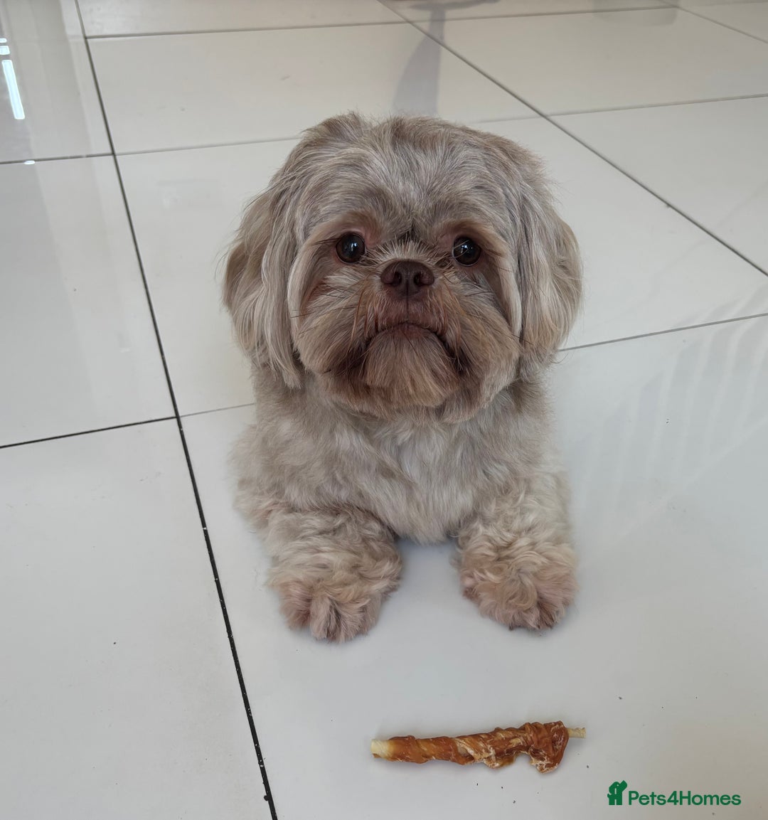 Shih Tzu dogs for sale: Bambi (nearly 2 year old liver shih tzu) - Image 1