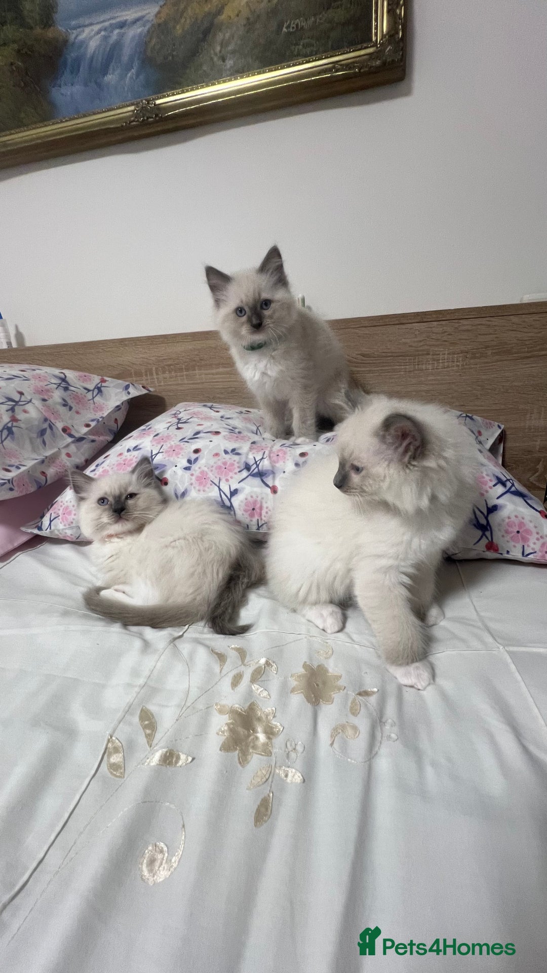 Ragdoll cats for sale: 3 Ragdoll kittens  - Advert 18