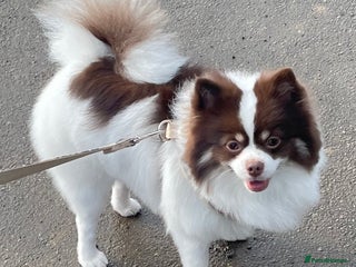 Pomeranian dogs in Bradford - Advert 29