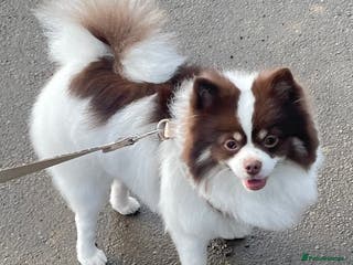 Pomeranian dogs Beautiful Pomeranian for stud in Bradford - Advert 10