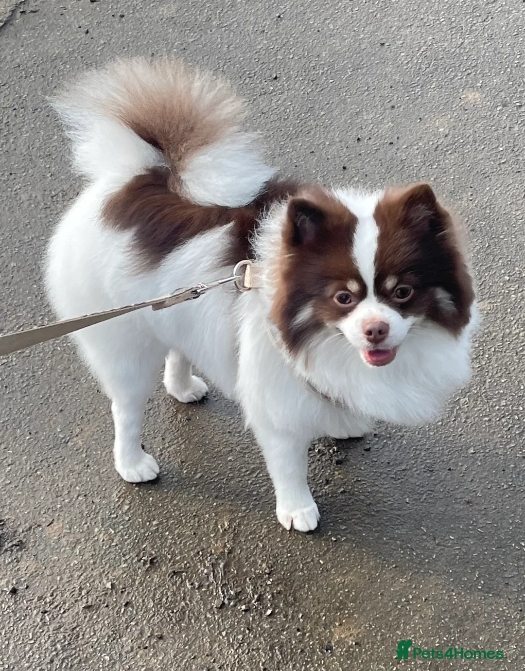 Pomeranian dogs for stud: Beautiful Pomeranian for stud  in Bradford - Advert 1