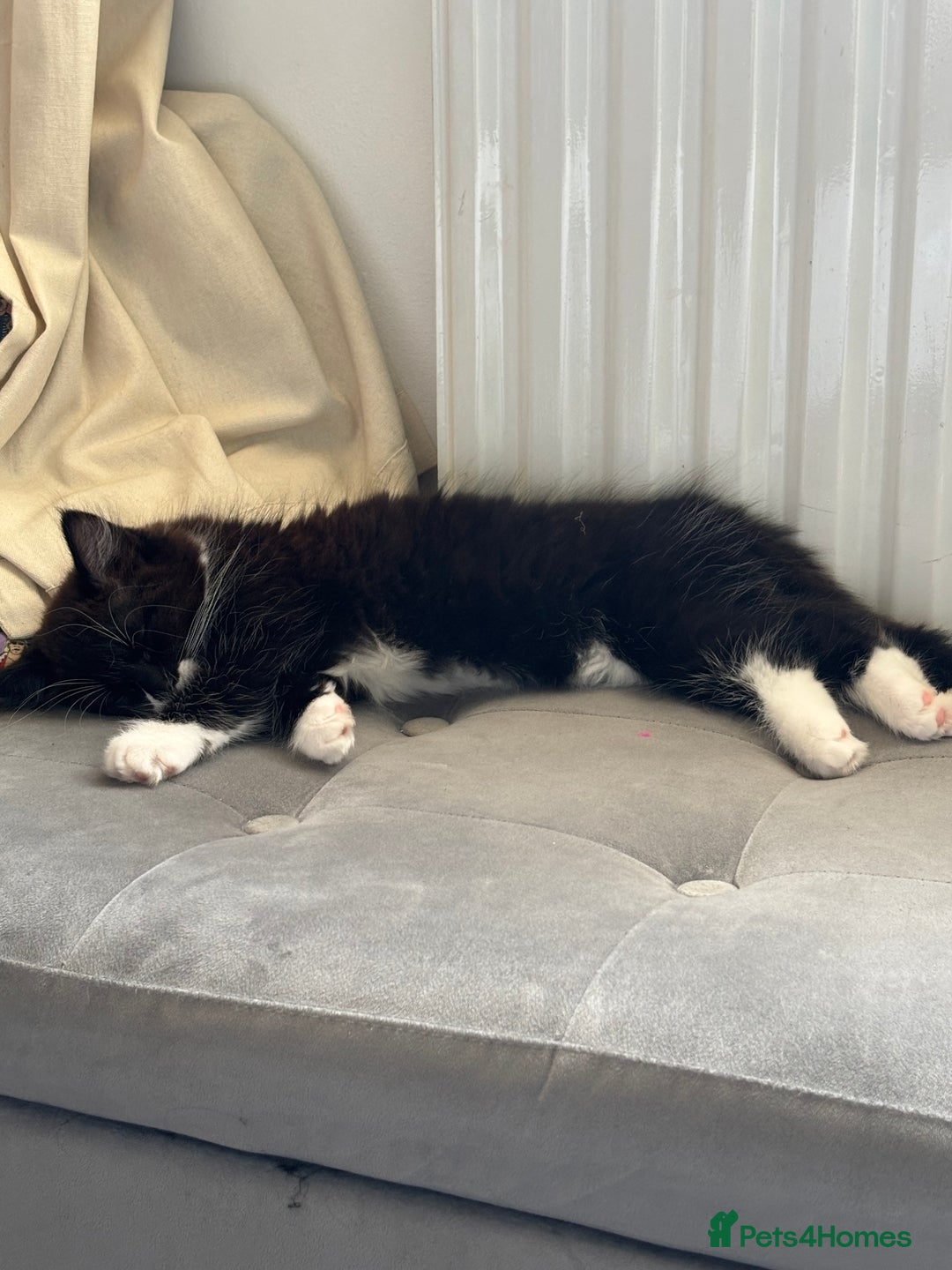 Ragdoll cats for sale: Winnie - Image 2