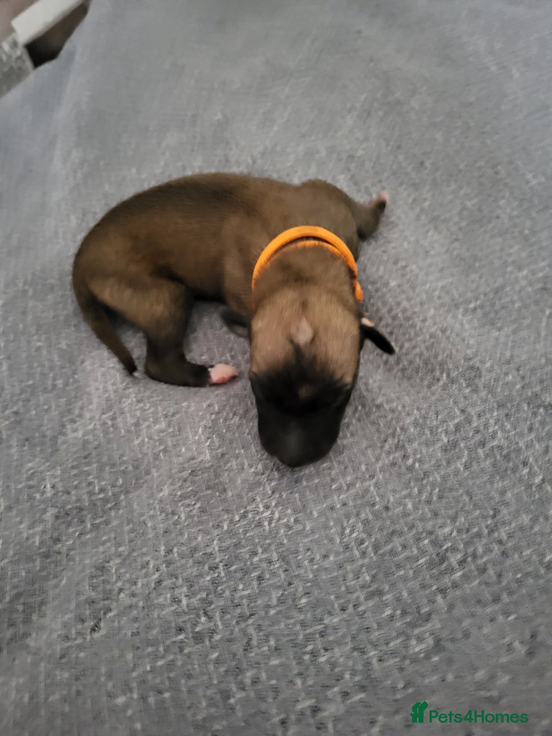 Whippet dogs for sale: 8 KC gorgeous pups, 4 boys & 4 girls. - Image 6