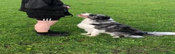 Border Collie dogs for stud: *proven* health tested working merle border collie in Leeds - Advert 20