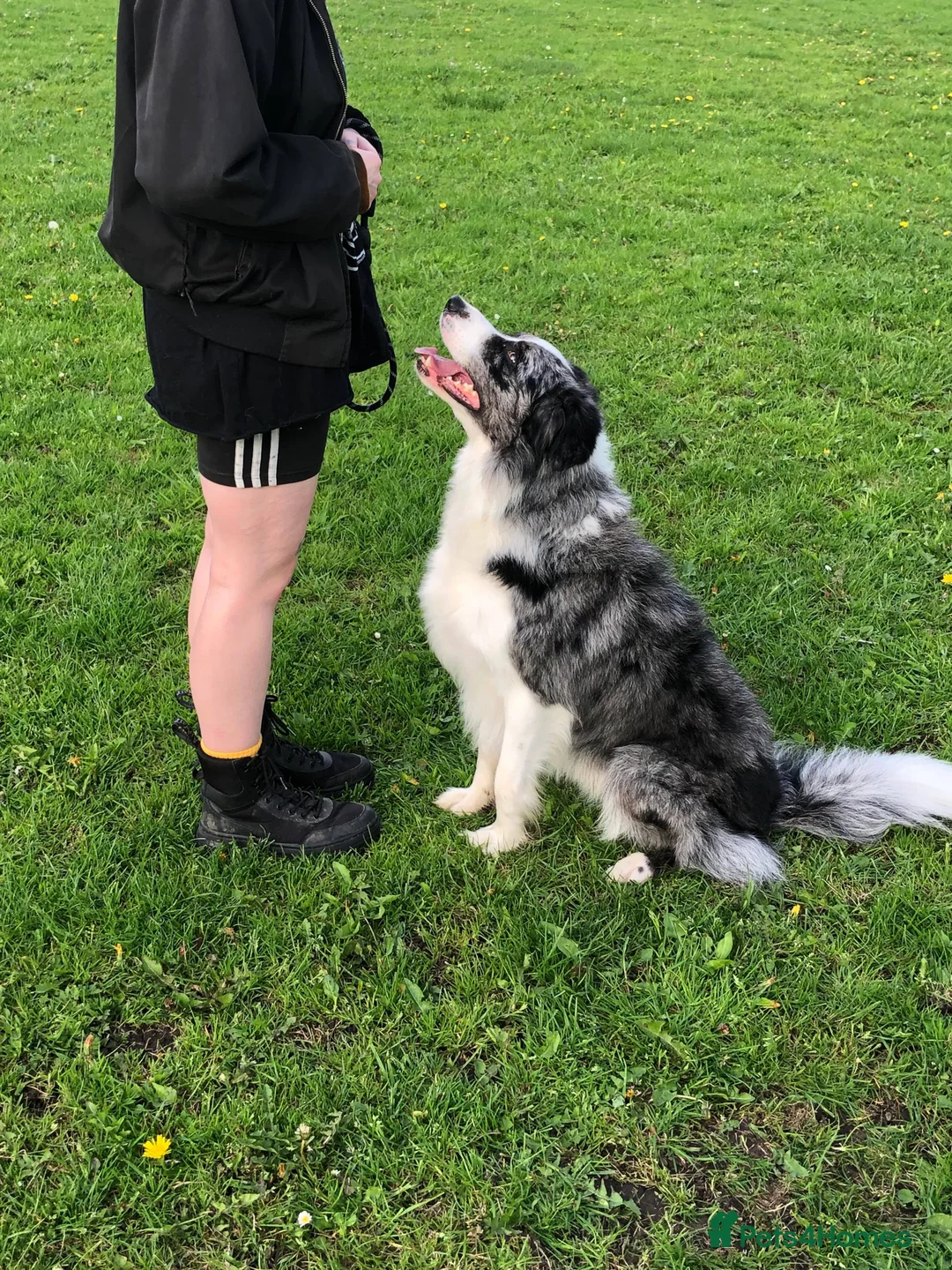 Border Collie dogs for stud: *proven* health tested working merle border collie in Leeds - Advert 20
