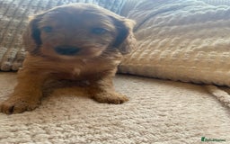 Cockapoo dogs for sale: 1 boy left beautiful teddy bears   - Image 21