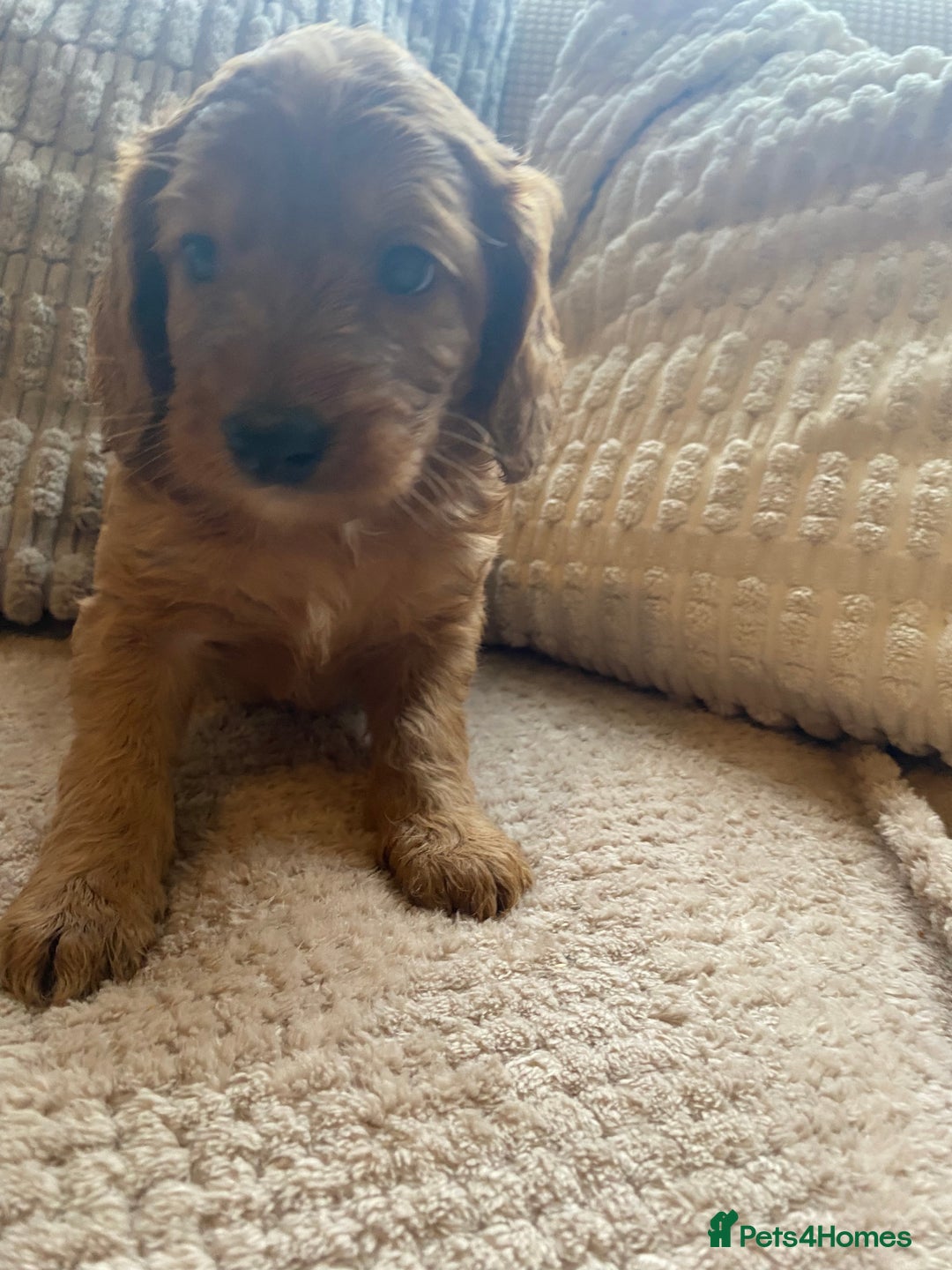 Cockapoo dogs for sale: 1 boy left beautiful teddy bears   - Image 21