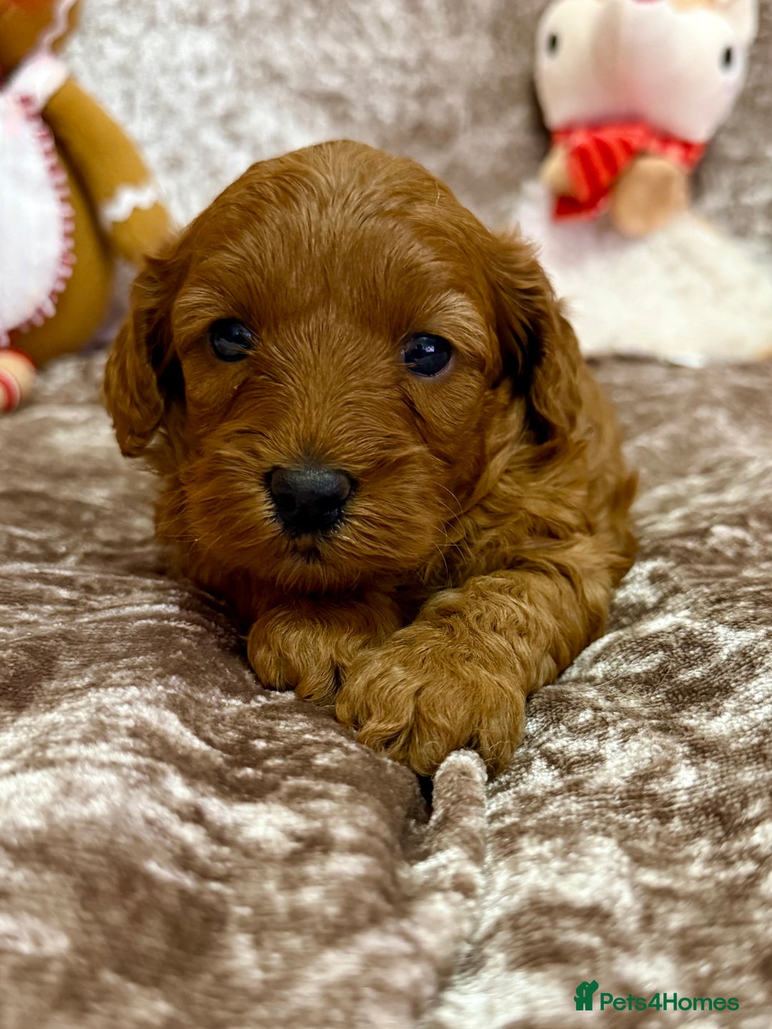 Maltipoo dogs for sale: BEAUTIFUL TEDDY BEAR F1B MALTIPOO BABIES! - Advert 8