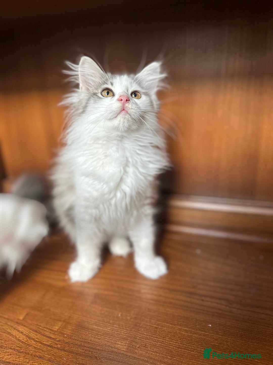 Siberian cats for sale: TICA Siberian kittens hypoallergenic & loving - Image 12