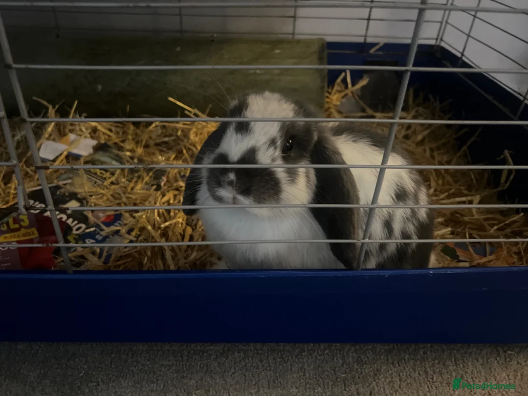 Mini Lop rabbits for sale: lovely female bunny requires new home  - Advert 1