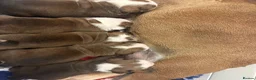 English Bulldog dogs for sale: Champion Jackarhys unwritten  - Advert 2