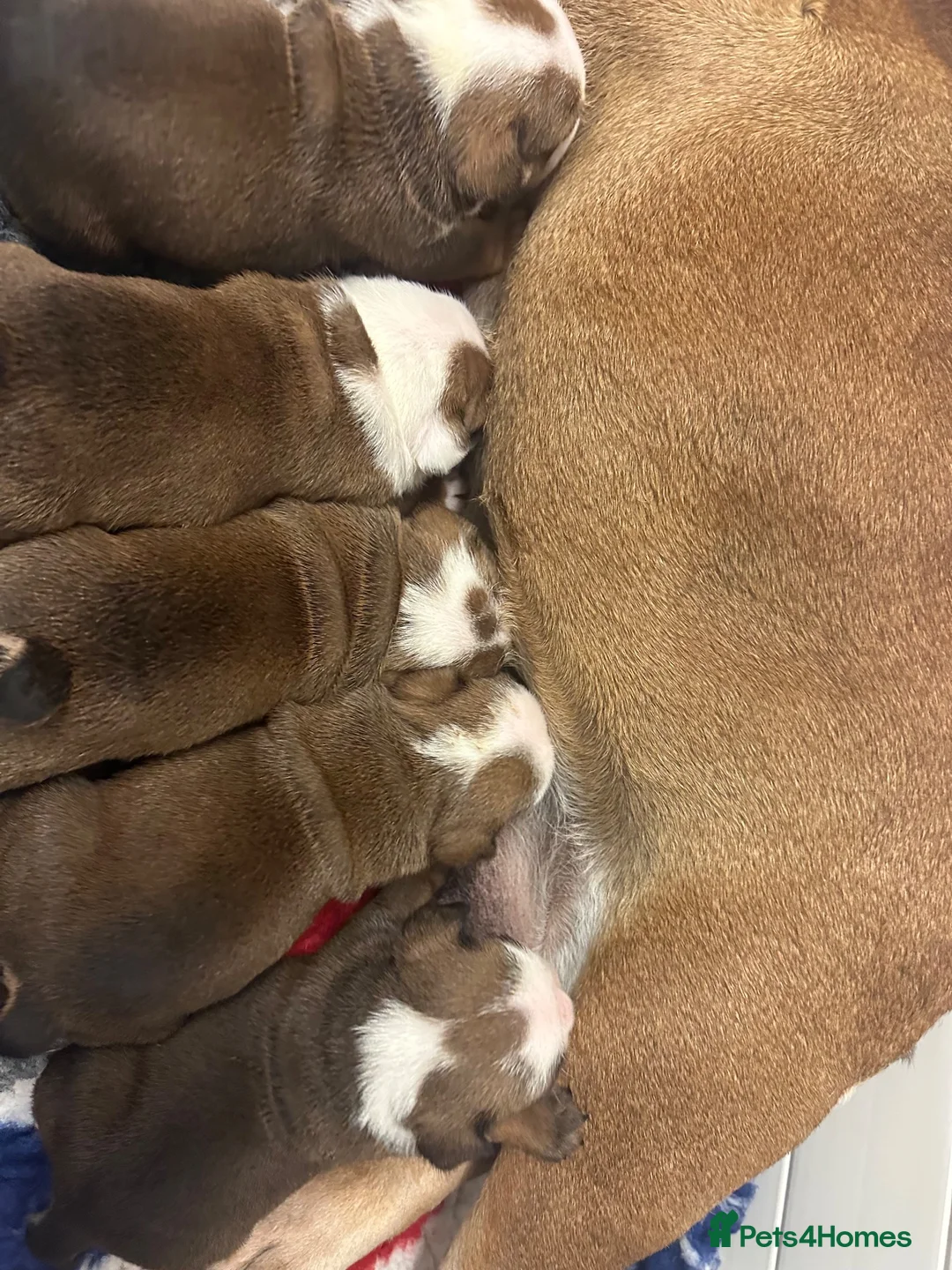 English Bulldog dogs for sale: Champion Jackarhys unwritten  - Advert 2