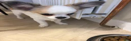 Chihuahua dogs for sale: Chihuahua puppy  in Hamilton - Advert 5