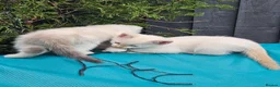 Mixed Breed cats for sale: 4 Gorgeous and playful kittens - Advert 13
