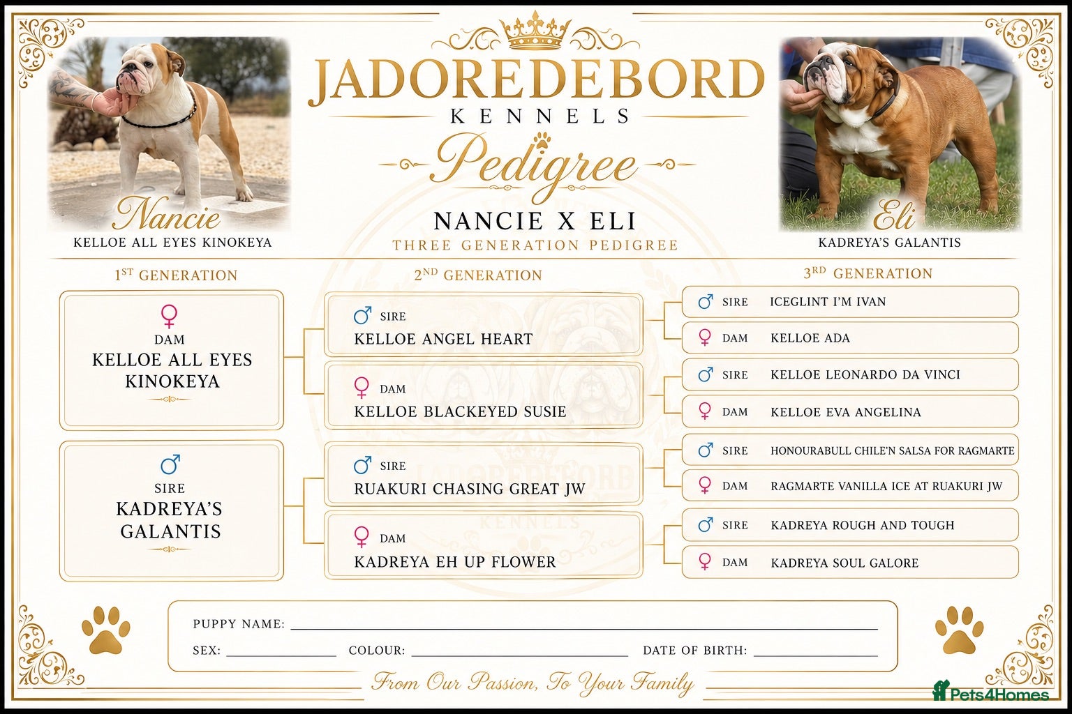 English Bulldog dogs Ready to leave *Health checked*Vaccinated* - Advert 3