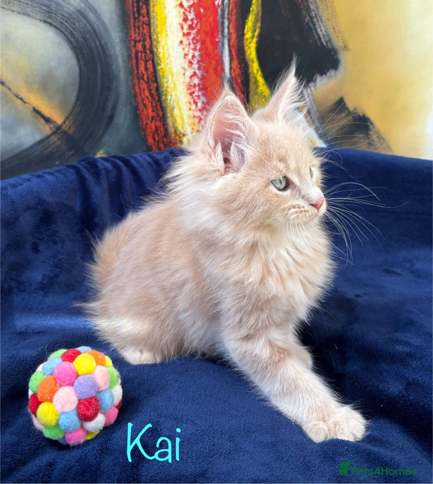 Maine Coon cats Beautiful Maine Coon Kittens-Ready Soon - Advert 2