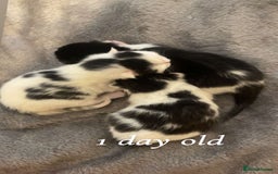 Domestic Shorthair cats for sale: One beautiful girl ready for her new home - Image 3