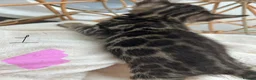 Bengal cats for sale: 💕 Stunning Pure Bengal Kittens ❤️ - Advert 3